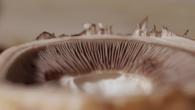 Gills or Lamellae of Mushroom - Close Up