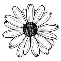 beautiful monochrome, black and white daisy flower