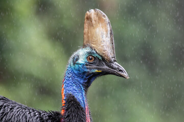 Southern Cassowary Portrait.
