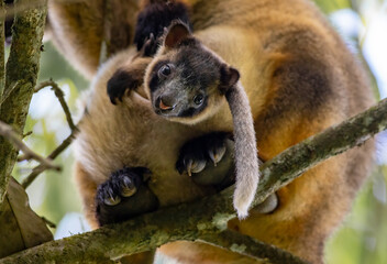 Baby Lumholtz Tree Kangaroo in pouch
