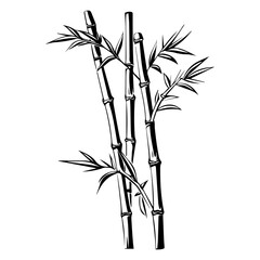 Silhouette bamboo leaves