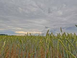The image foreground is dominated by a textured sea of wheat, the ears ripe and swaying, hinting at the peak of harvest season. The wheat's golden hues are subtly muted by the overcast conditions