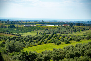 Fototapeta na wymiar Olive Trees in Basilicata - Italy