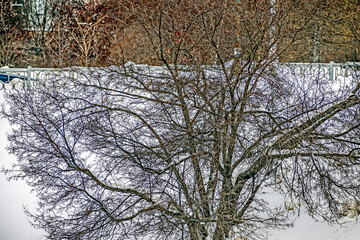A tree by the road on a cold winter day