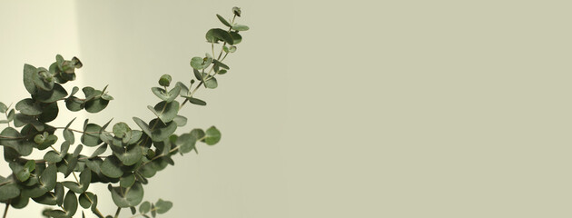 Green leaves eucalyptus branch with reflection on beige wall. Light and shadow nature horizontal copy space background.