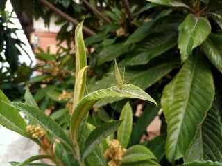 Grasshopper sitting on a loquat leaf. leaves of a plant.