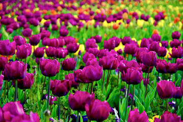 field of tulips