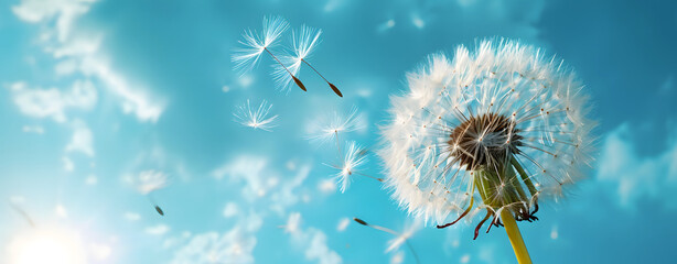 Close up of grown dandelion with dandelion seeds blowing away, isolate on blurred blue background. copy space.