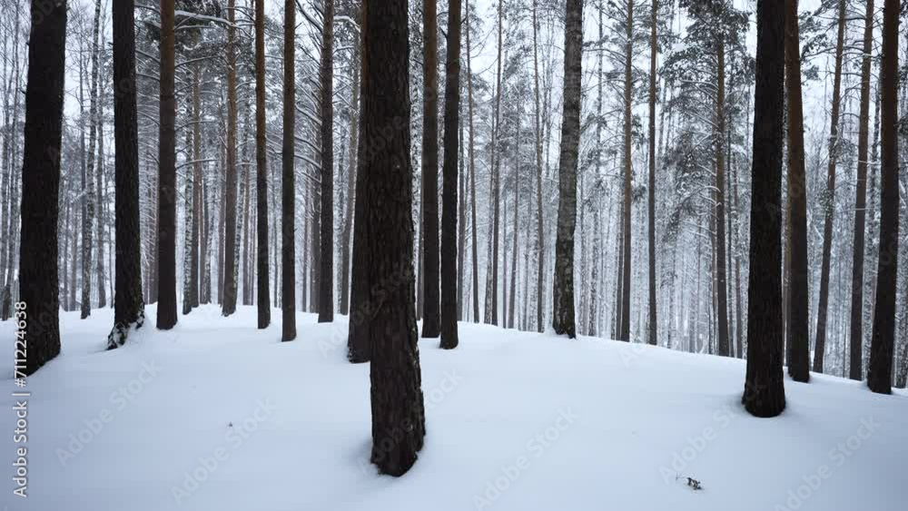 Poster beautiful view in forest with tree trunks on winter day. media. calming view of winter forest with f