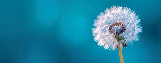 Close up of grown dandelion isolate on blurred blue background. copy space.