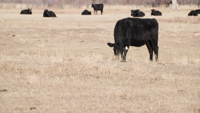 Black Cattle Herd in Open Beautiful Meadow in Colorado