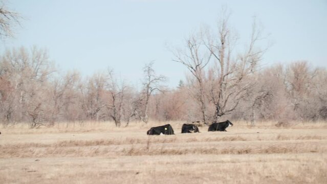 Isolated Black Cows in Rural Landscape in Colorado