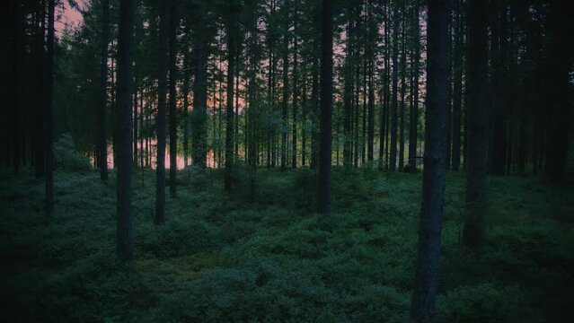 Walking in lush dark Swedish forest during sunset