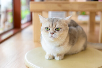 Cute cat lying on wooden floor, , concept of pets