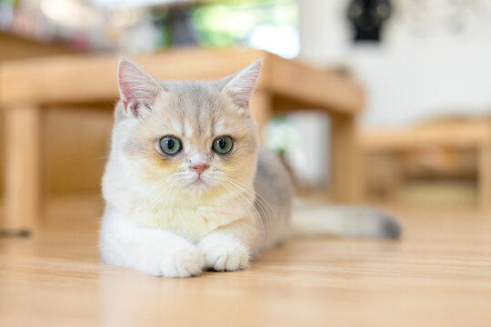 Cute cat lying on wooden floor, , concept of pets