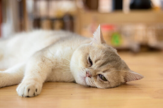 Cute cat lying on wooden floor, , concept of pets