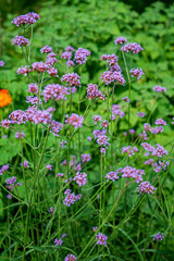 Verbena flowers blossom in the field