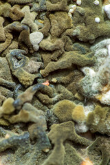 texture of toxic green mold with dark green and white orange spots