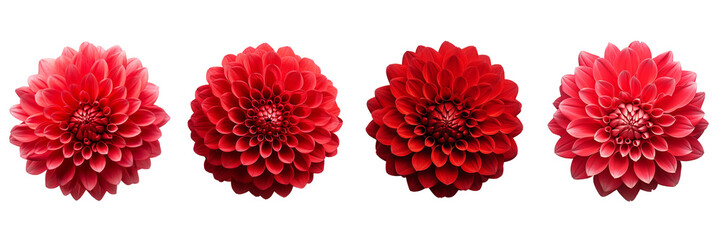 Set of red dahlia isolated on a transparent background