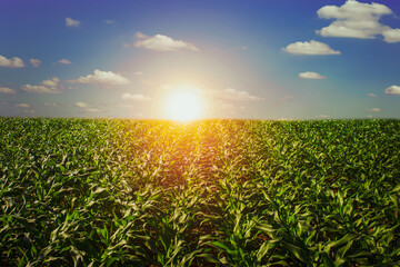 corn field, outdoor agriculture, growth, environment