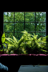 house plants near window closeup