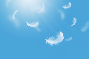 Abstract White Bird Feathers Floating in A Blue Sky. Softness of Feathers falling in Heavenly.	