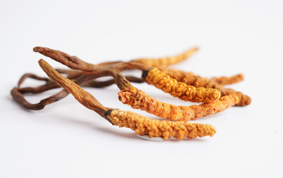 Cordyceps sinensis or Ophiocordyceps sinensis isolated on white background, mushroom herb treatment medicine.