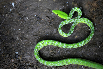 An oriental whipsnake readily attacks animals that approach its territory. This exotic reptile has...