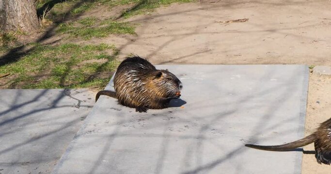 Nutria eating a carrot, Shooters Island, Prague