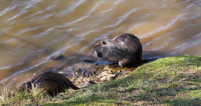 Nutria on the Shooters Island, Vltava river, Prague