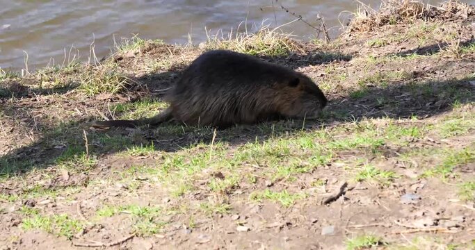 Nutria (Myocastor coypus family) Shooters Island (Střeleck&yacute; Ostrov)Prague