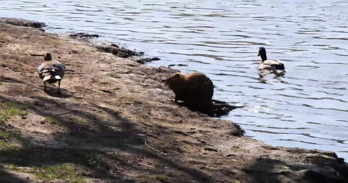 Nutria and ducks on Shooters Island, Prague