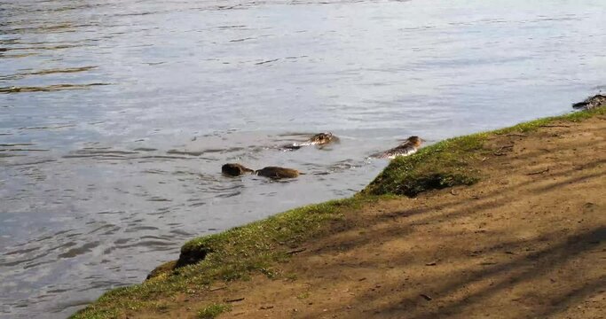 Nutria swimming in the Vltava river, Shooters island, Prague