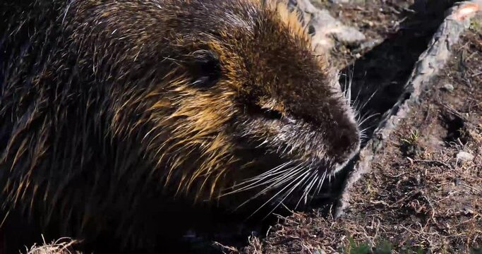 Closeup of a Nutria (Myocastor coypus) on Shooters Island, Prague