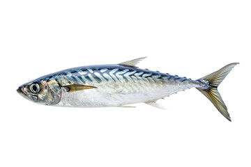 Nice shaped Pacific saury (Cololabis saira / mackerel pike / Sanma ) isolated on white - obrazy, fototapety, plakaty