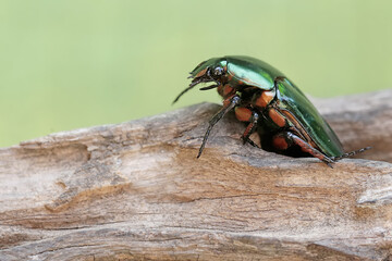 A scarab flowerbeetle is looking for food on a rotten tree trunk. This metallic green insect has the scientific name Agestrata orichalca.