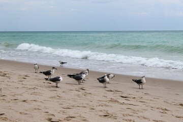 Seagulls on the ocean beach