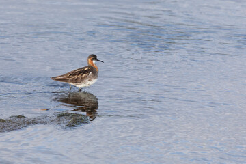 Red-necked phalarope stands in the water