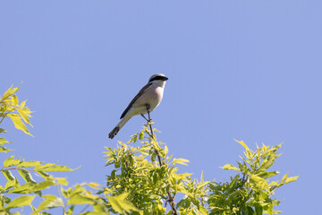 Great gray shrike sitting on a tree branch against a blue sky