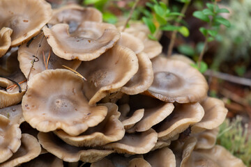 Armillaria mellea on an old stump, close-up