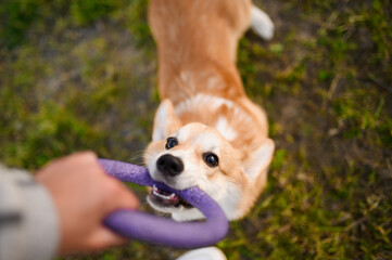 Happy Pembroke Welsh Corgi dog plays with his owner with a ring toy in the park. Top view from the...