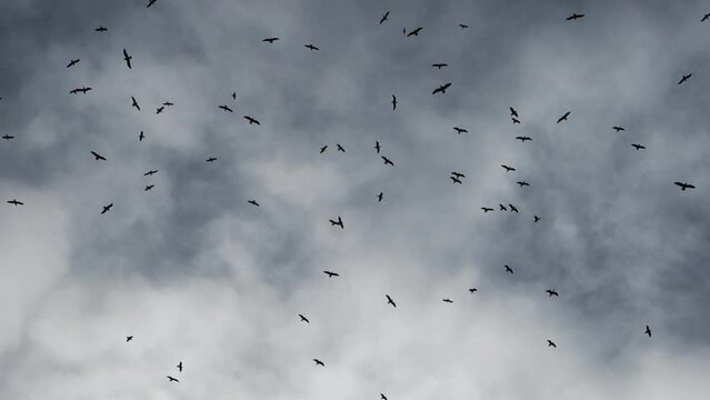Flock of black raven birds against storm sky with dark grey clouds, view from below