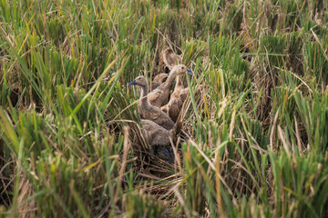Naklejka na ściany i meble Farmed ducks are looking for food in the rice fields