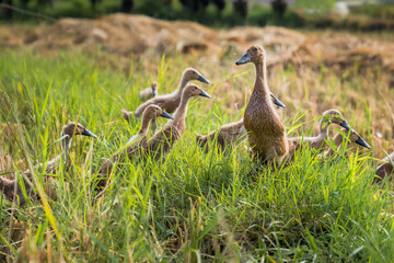 Farmed ducks are looking for food in the rice fields