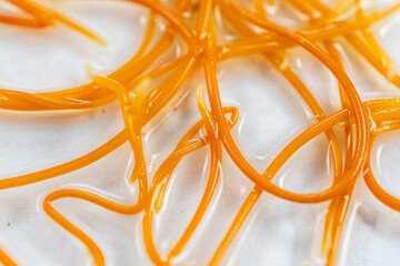 Study of Parasitic helminths (Trematodes) and Ascaris of fishes under a microscope.