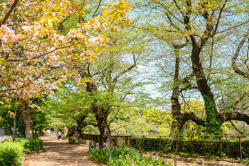 Fototapeta premium Chidoriga-fuchi Park green forest walkway at spring in Tokyo, Japan