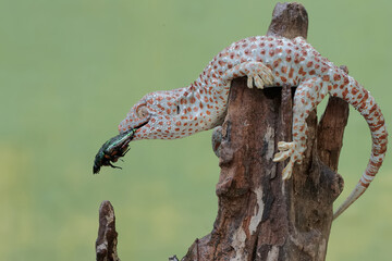 A tokay gecko is ready to prey on a scarab flowerbeetle. This reptile has the scientific name Gekko...
