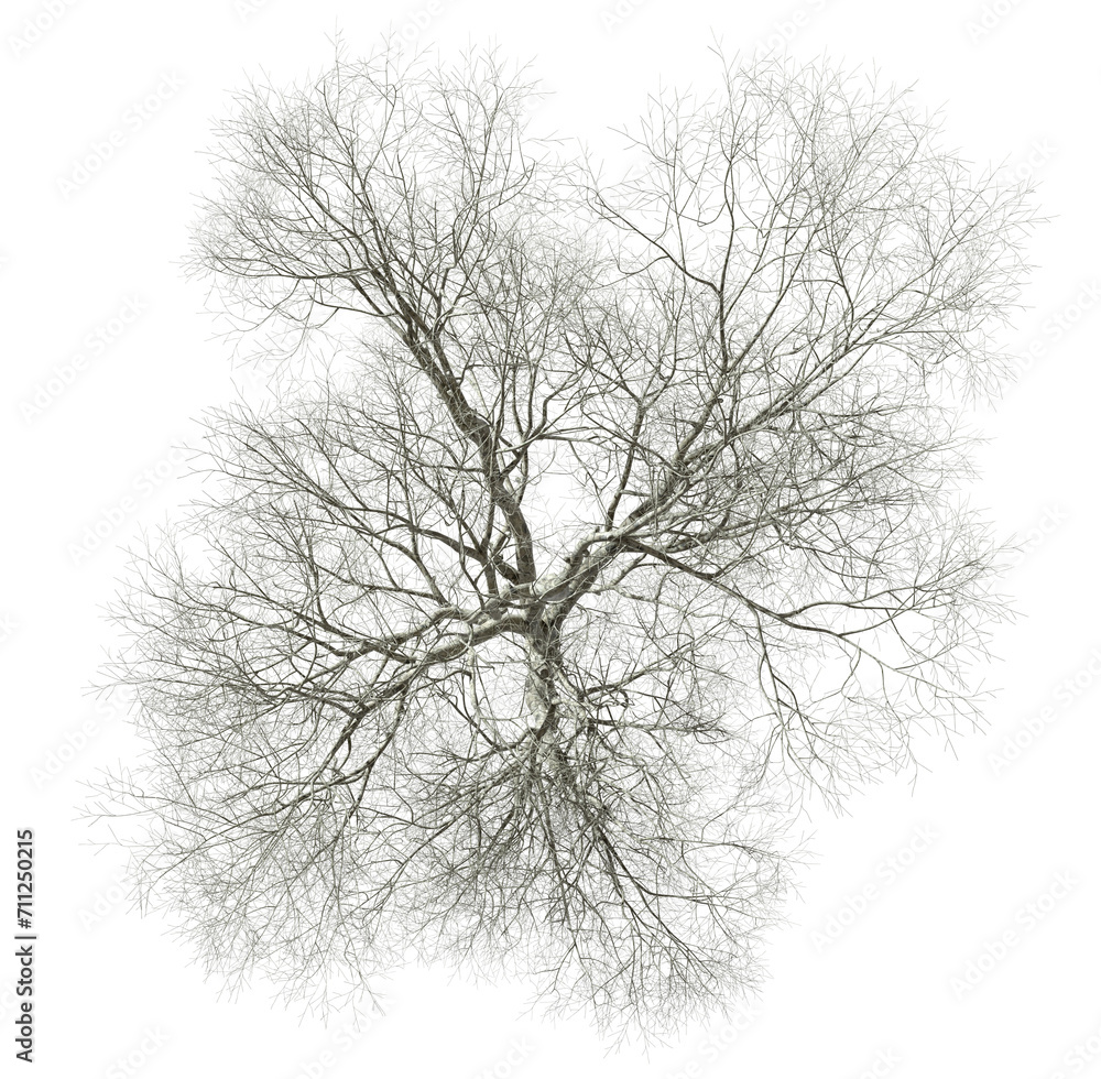 Poster death lone tree branches from above view cutout transparent backgrounds 3d rendering png