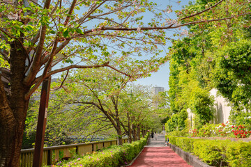Fototapeta na wymiar Nakameguro riverside walkway road with green trees in Tokyo, Japan