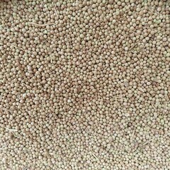  Background of granulated brown spices close-up.Buckwheat groats background